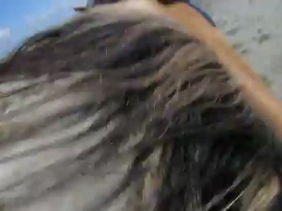 les écuries de l'Orée au Marquenterre