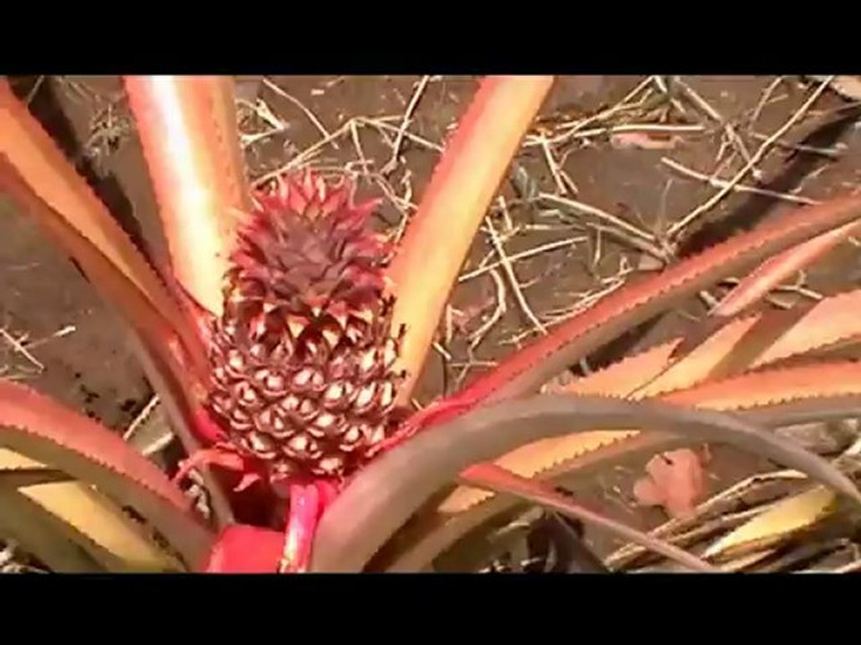 Cuba à Varadéro 2012