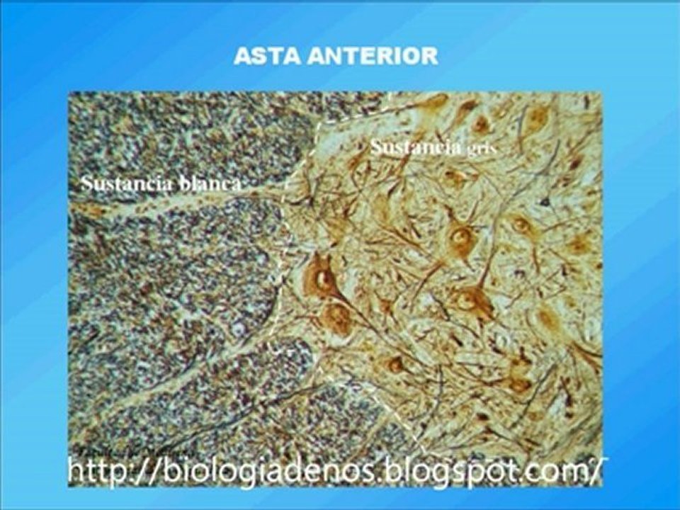 Medula