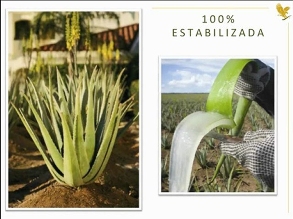 Calidad aloe
