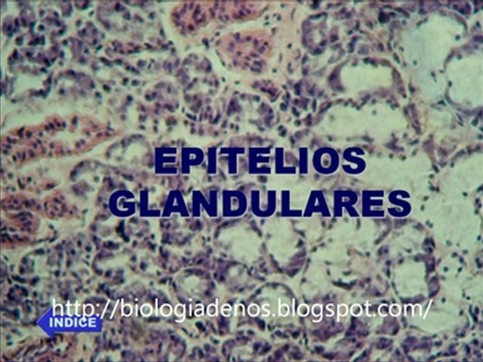 tejido epitelial