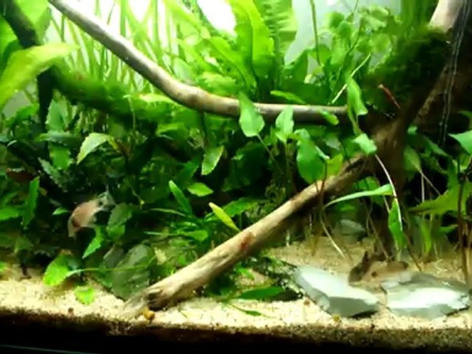 accouplements de corydoras panda