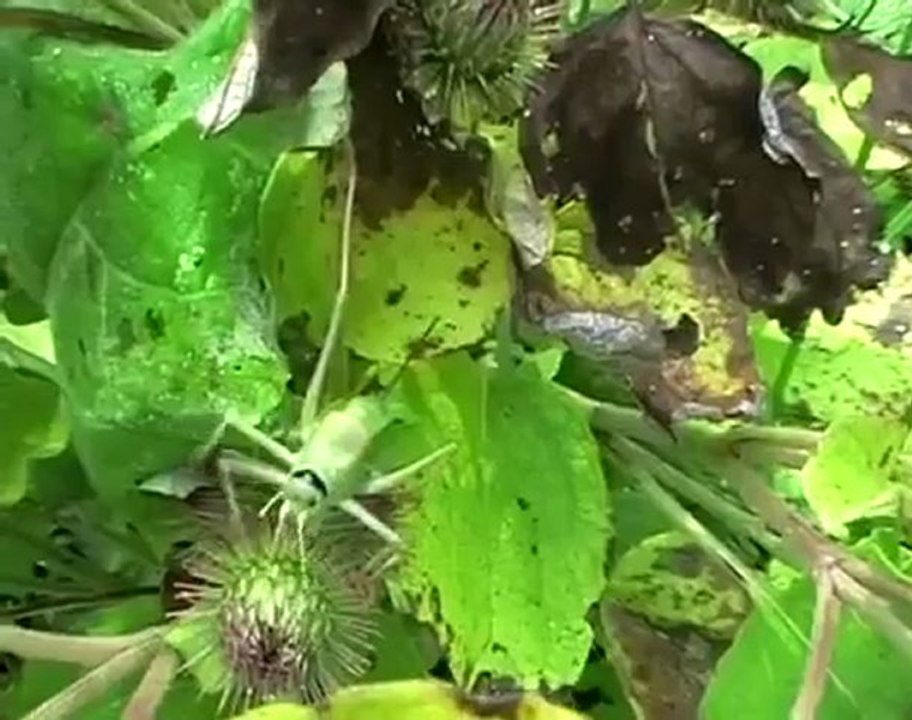 Agriculture naturelle, Culture sur butte / Permaculture