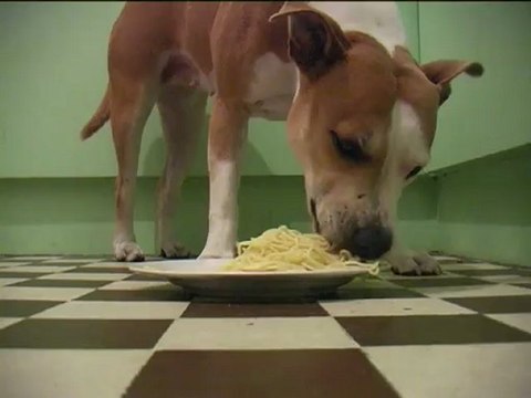 la plus belle chienne du monde mange des pâtes