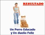 Como Educar A Mi Perro | Educar Perro Como Profesional | Como Adiestrar Perros y Cachorros
