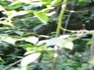 2012 - Join The Chase 3 - The Disk (Canon 550d, 60d video)