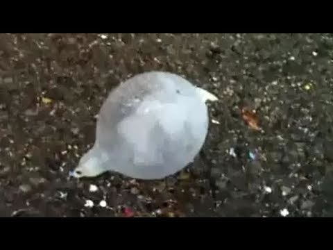 Aversa - Gatti morti e preservativi nel parcheggio del parco Pozzi