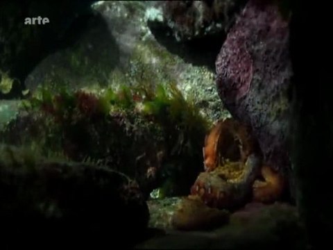 la corse, les trésors des fonds marins (2 et fin)