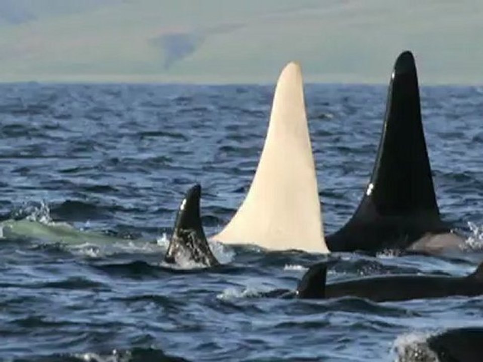 Weißer orca "eisberg" verzückt forscher