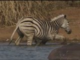 Zebra Attack Crocodile - Um caso de amor - Vicente Telles