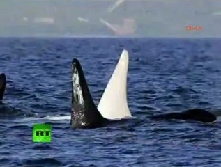 Dünyada İlk Kez Beyaz Katil Balina Görüntülendi