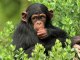 Chimpanzees - 10 Ways They Are Like Humans