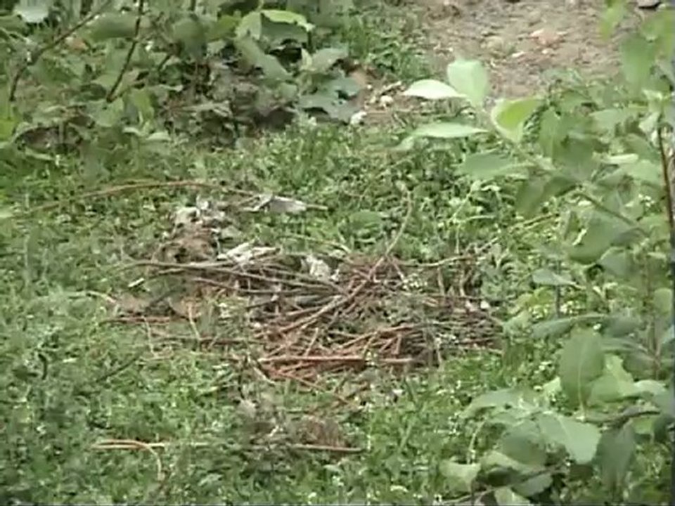 The beautiful  Black Necked Crane by Europeancranefoundation Harry Geurts C 2012 Belgium harrygeurts@hotmail.be + 32 478 45 98 53.