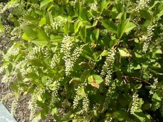 Review: Nokia Lumia 900 - SoldierKnowsBest