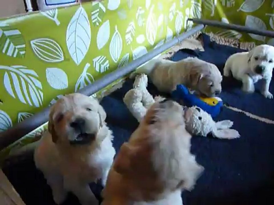 les bebes golden le 24 avril 2012