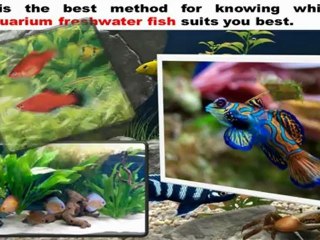 Aquarium Freshwater Fish