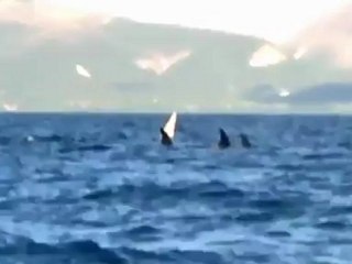Conozca a "Iceberg" la primera orca albina encontrada