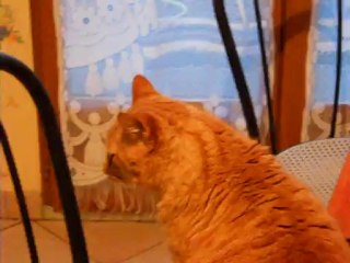 Le Gros Chat Roux : qui se lave