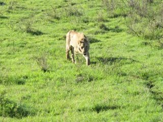 [Por onde andei] [Viagem 05] [Safaris na Africa 4-6]