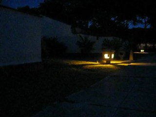 Nyctibius griseus en live tous les soirs !