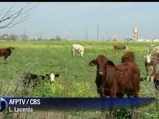 Vaca louca nos EUA