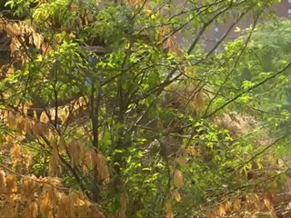 Main Baba Ki Ladli Episode 17 - Part 3/4