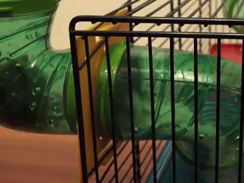 20120424-hamsters-01816