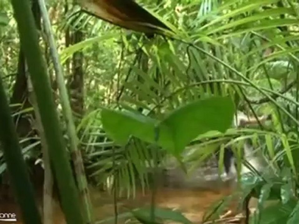 Carole Avit au coeur du Raid Amazones Arbre Vert (Essonne)
