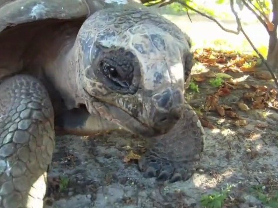 Le déjeuner d'une tortue de terre