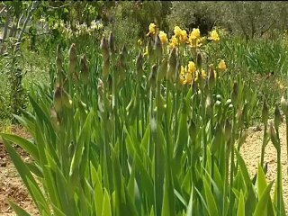 El jardín de lirios más grande de España