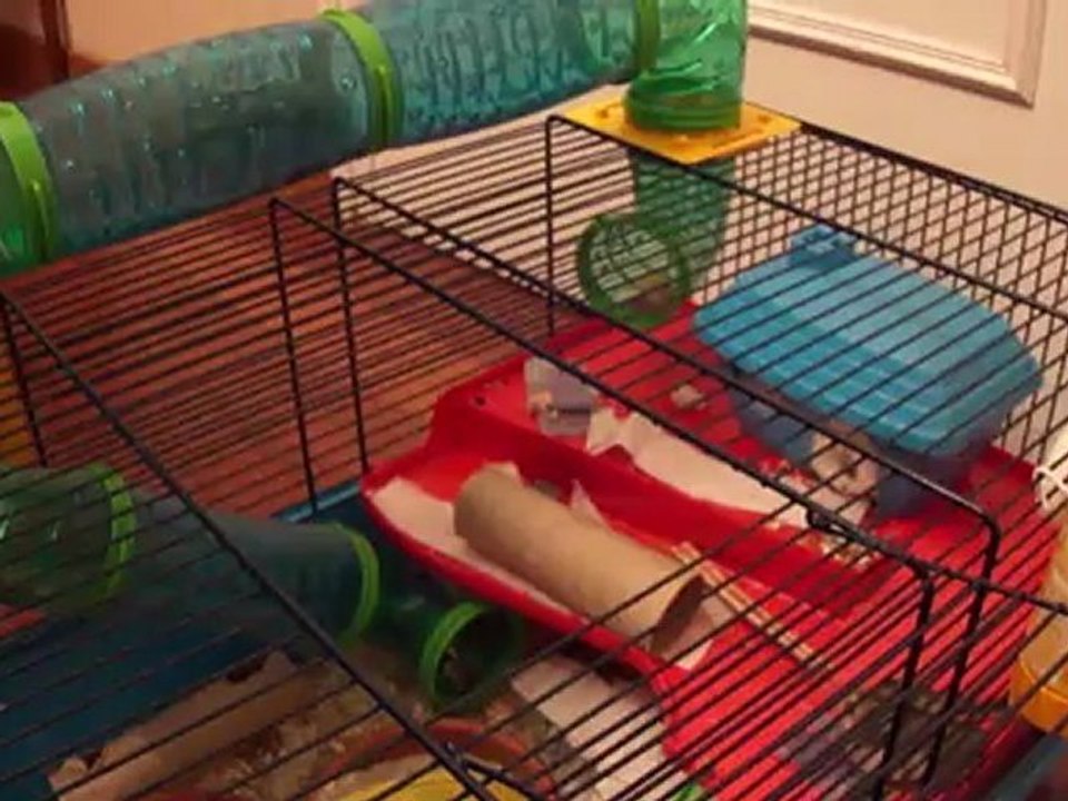 20120424-hamsters-01818