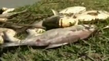 Bolivia - I pesci del Rio Grande morti per il freddo