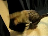 Attacking a Toy Mouse from Under the Tablecloth Bengal Cats Linus Cat Tips