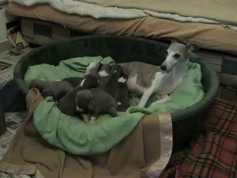 Chiots whippets Of-Liberty