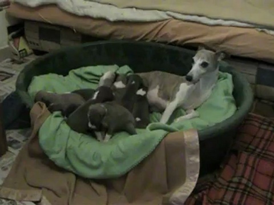 Chiots whippets Of-Liberty