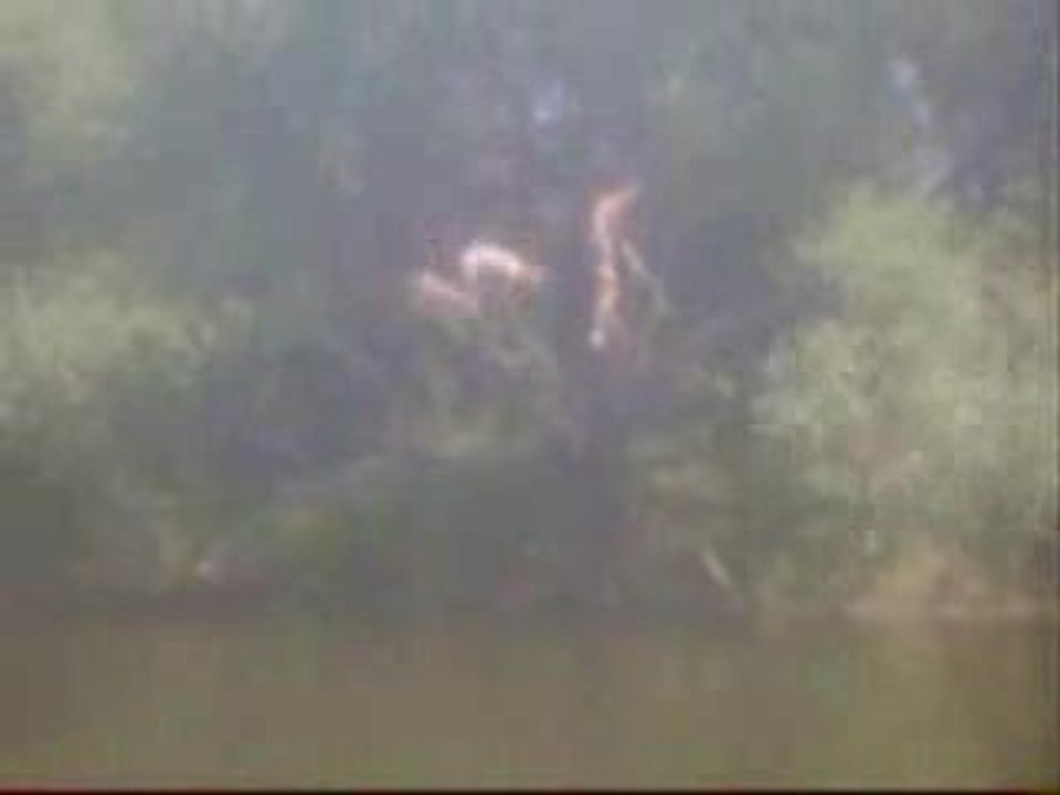 Les Abrutis de la Gym