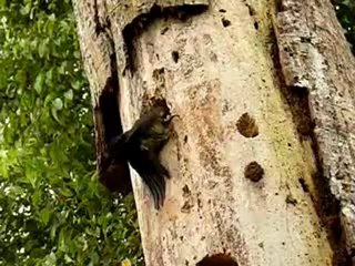 Specht met lef bonno van der putten