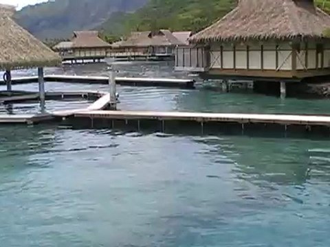 LIBERTE POUR LES DAUPHINS !!!