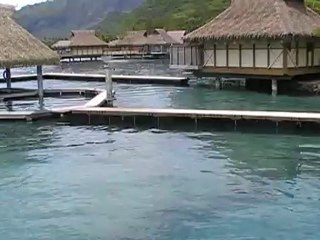 LIBERTE POUR LES DAUPHINS !!!