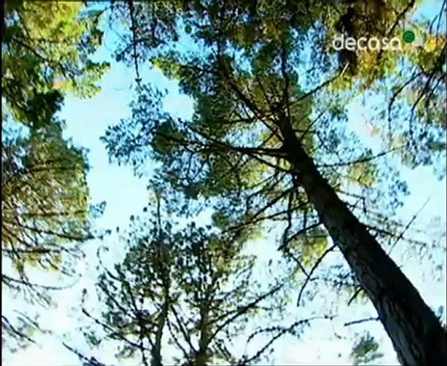 curar_con_plantas_Episodio 3 Árboles