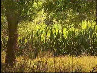 Tajna Starog Mosta ep 150 #2