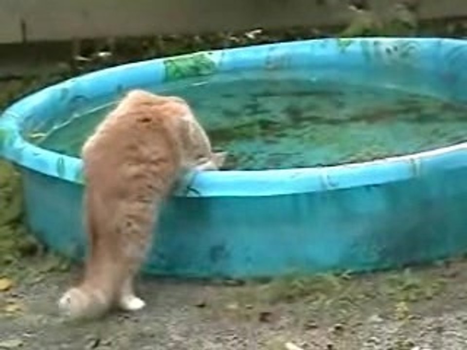 PISCINE OU GAMELLE