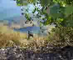 osmaniye zipkinla sazan avi www.balikdostlari.com