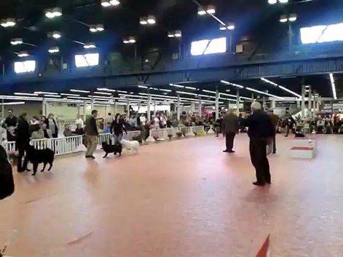 Exposition canine CAC CACIB ANGERS 2012 Guidelle de Bihan Ki Breizh BOG groupe 8