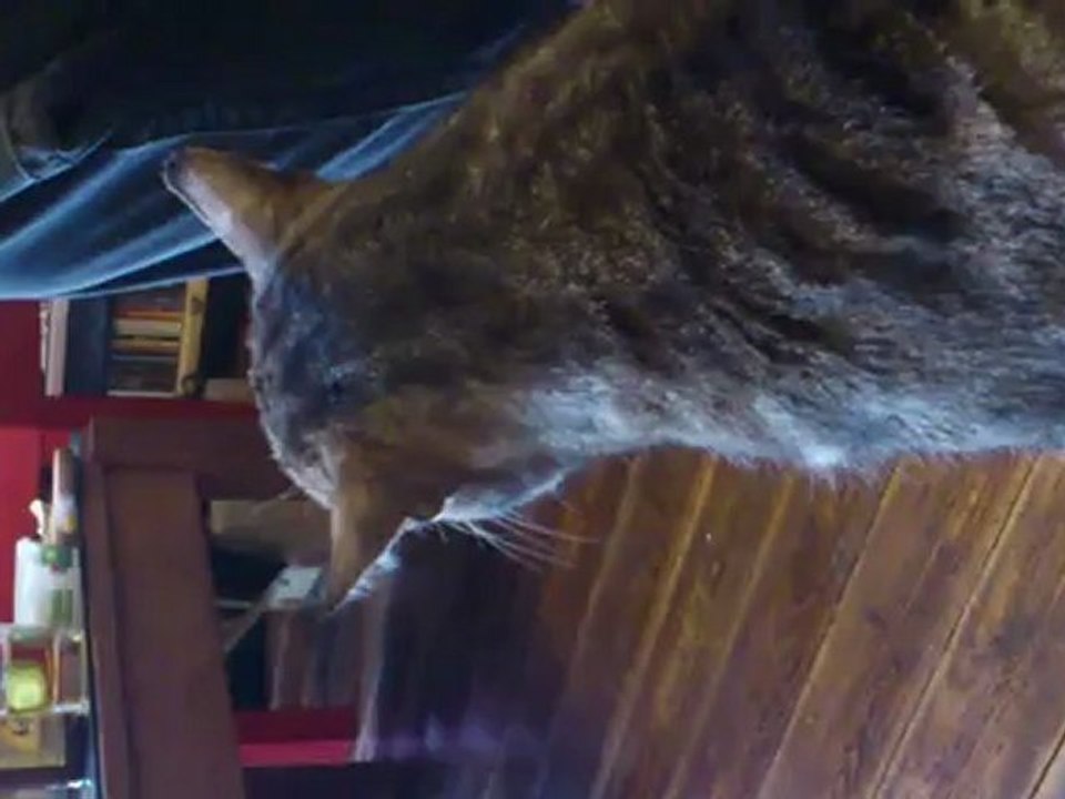 Le chat de Kévin