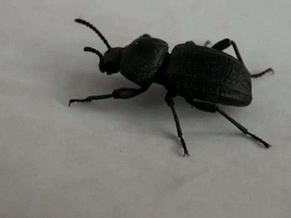 Soy un Bicho (Escarabajo)
