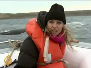 South America fights commercial whaling - 29 June 2008