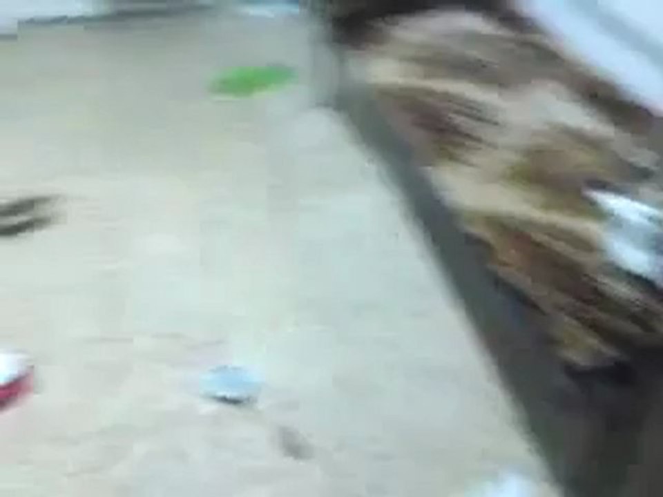 فري برس حلب اقتحام المدينة الجامعية  من قبل عصابات الاسد 25 4 2012 ج2 Aleppo