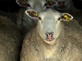 Bande Annonce - Mouton 2.0 - La puce à l'oreille