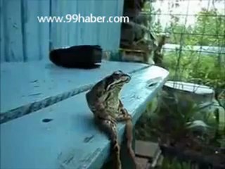 Keyif Yapan Kurbağa